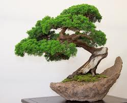 bonsai-japones