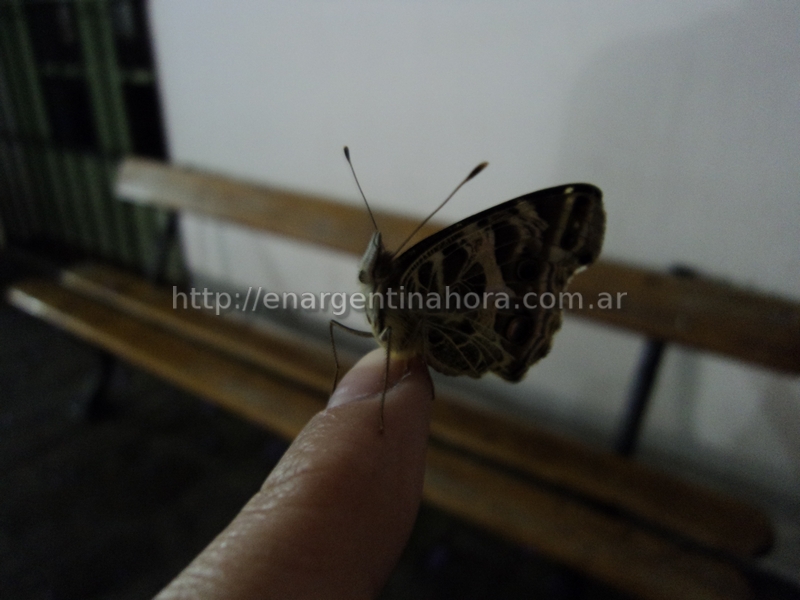 mariposa-cabildo-de-buenosaires