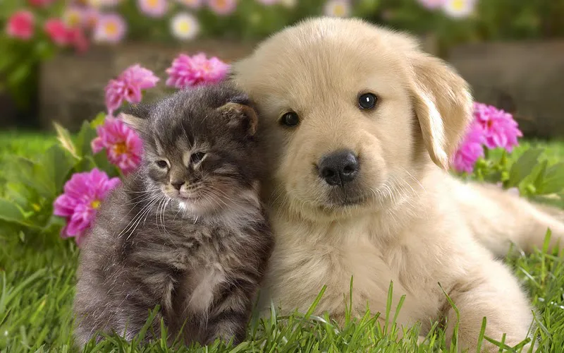 Ingreso de perros y gatos a Argentina